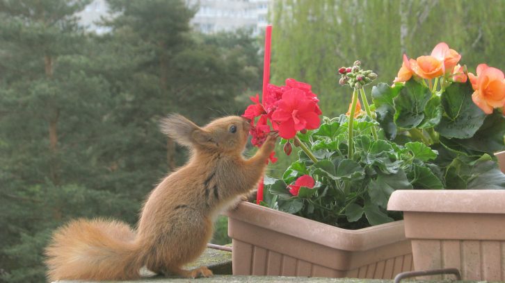 Tiere kennenlernen youtube