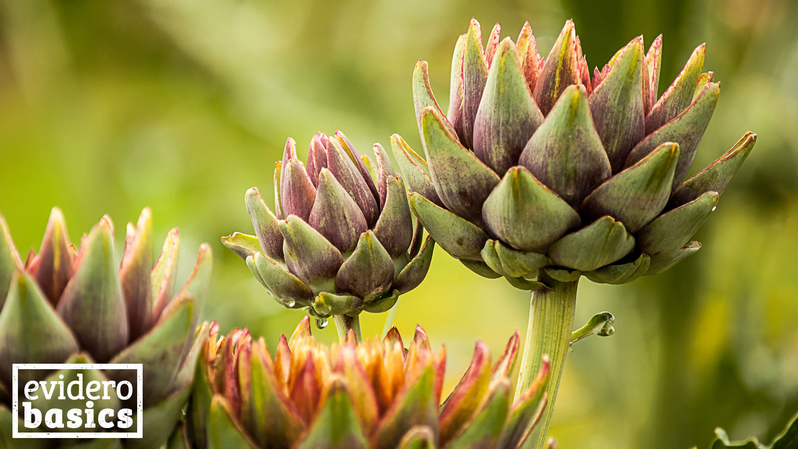 Artischocke: Delikatesse und Heilmittel